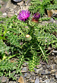 Pyrenean alpine thistle (Carduus medius)