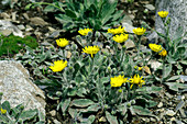 Hawkweed flowers (Hieracium lawsonii)