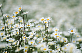 Ox-eye daisies (Leucanthemum vulgare)