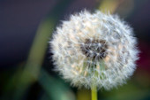 Dandelion seed head,Taraxacum officinale