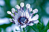 Cape daisy (Osteospermum sp.)