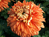 Chrysanthemum 'Apricot Courtier'