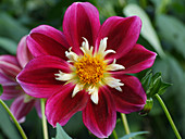 Dahlia flower (Dahlia 'Lilian Alice')