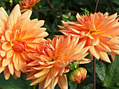Dahlia flowers (Dahlia 'Shandy')