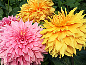 Dahlias