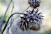 Dead cardoon flowers (Cynara cardunculus)