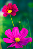 Cosmos flowers (Cosmos bipinnatus)