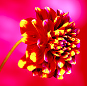 Dahlia flower (Dahlia sp.)