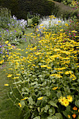 Chrysanthemum flowers