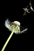 Dandelion seed dispersal (Taraxacum sp.)