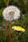 Dandelions (Taraxacum officinale)