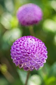 Dahlia flowers (Dahlia sp.)