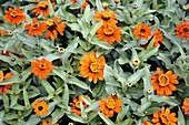 Zinnia 'Profusion Fire'