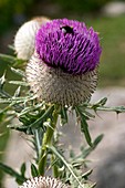 Woolly thistle (Cirsium eriophorum)