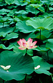 Flower and leaves of sacred lotus