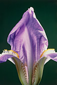 Iris (Iris germanica) flower opening