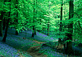 Bluebell wood