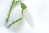 Snowdrop flower
