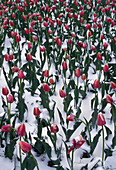 Tulips in snow