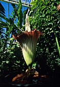 Titan arum lily flower