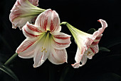 Belladonna lilies