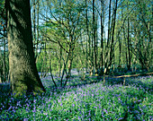 Bluebells