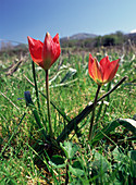 Wild tulips