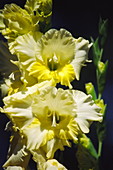 Gladiolus flowers (Gladiolus gandavensis)