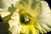 Gladiolus flower (Gladiolus gandavensis)