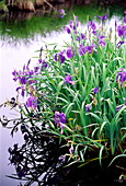 Japanese water iris flowers (Iris sp.)