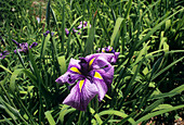 Japanese water iris (Iris ensata)