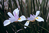 African iris (Dietes vegeta)