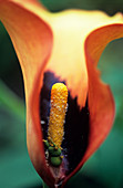 Arum lily (Zantedeschia 'Cameo') flower