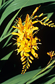 Crocosmia 'Rowallane Yellow' flowers