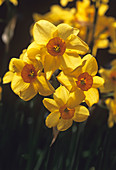 Daffodils (Narcissus 'Hoopoe')