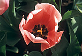 Tulip 'Salmon Impression'