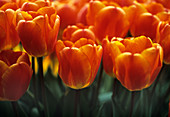 Tulips (Tulipa 'Oxford's Elite')
