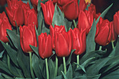 Tulips (Tulipa 'Oscar')
