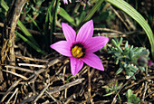 Common romulea flower