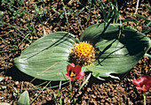 Massonia plant