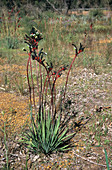 Kangaroo paw plant