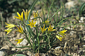 Gagea flowers (Gagea chrysantha)