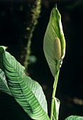 Peace lily flower (Spathiphyllum sp.)
