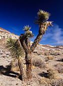 Joshua tree (Yucca brevifolia)