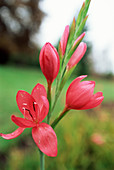 Kaffir lily (Schizostylis coccinea)