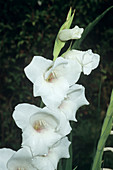 Gladiolus 'White Prosperity' flowers