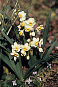 Daffodil 'Avalanche' flowers