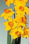 Daffodil 'Grand Soleil d'Or' flowers