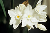 Daffodil 'Paperwhite' flowers