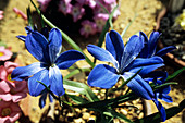 Chilean blue crocus flowers